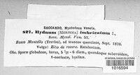 Sarcodon imbricatus image